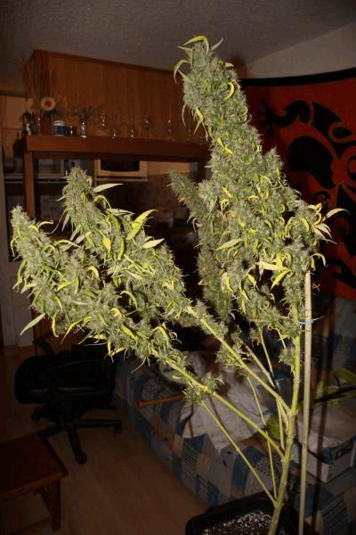Kali Mist phéno 1, 2 et 3.