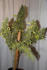 Kali Mist 1 au Cut. F+ 114 jours.  (16 semaines^^)