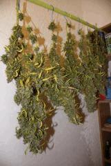Kali Mist 1 au Cut. F+ 114 jours.  (16 semaines^^)