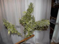 Kali Mist 1 au Cut. F+ 114 jours.  (16 semaines^^)