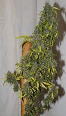 Kali Mist 1 au Cut. F+ 114 jours.  (16 semaines^^)