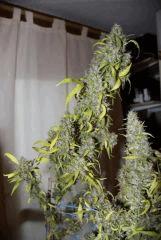Kali Mist 1 au Cut. F+ 114 jours.  (16 semaines^^)