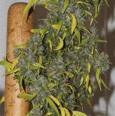 Kali Mist 1 au Cut. F+ 114 jours.  (16 semaines^^)