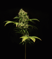 JDC Mirco Pot
