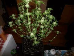 Flo 20 tailler 2