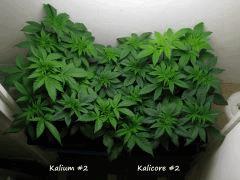 Kalium & Kalicore   Lignées #2   IMG 1001