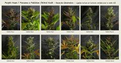 Purple Haze / Panama  X  Pakistan Chitral Kush - Lignées 2nde Génération - (Kalium & Kalicore) #2