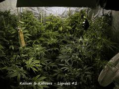 Kalium & Kalicore   Lignées #2   IMG 1769