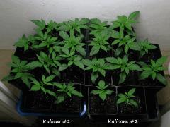 Kalium & Kalicore   Lignées #2   IMG 0925