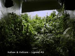 Kalium & Kalicore   Lignées #2   IMG 1783