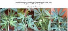 Males PHPxPCK (2014) Flo  24
