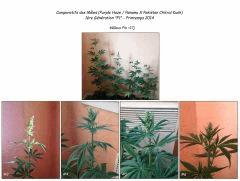 Males PHPxPCK (2014) Flo  17