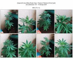 Males PHPxPCK (2014) Flo  11