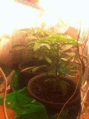 Critical kush Cro+20