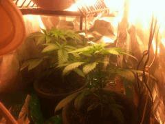 Critical kush Cro+20