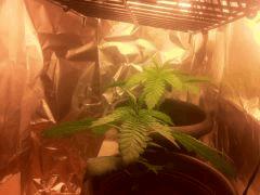 Critical kush 1 et 2