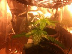 Critical kush 1 et 2