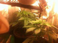 Critical K Cro+20