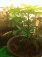 Critical kush Cro+20