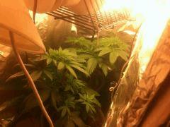 Critical K