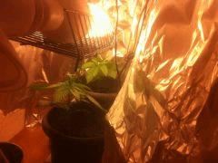 Critical kush 1et 2