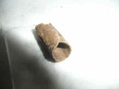 critical skunk ice O