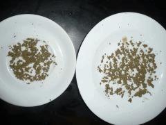 ICE O critical kush