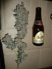 P1050028bis