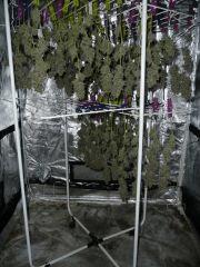 crirital skunk