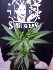 sleestack