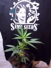 sleestack