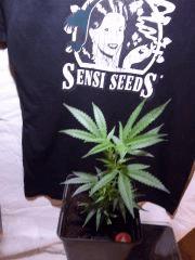 sleestack