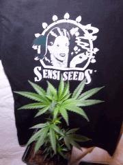 sleestack