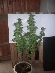 special kush