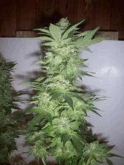 special kush