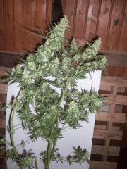 easy sativa