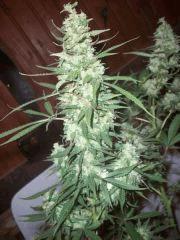 easy sativa