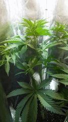 Sour diesel