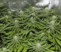 Critical Kush Flo+30