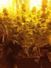 Vanilla Kush FLO+59