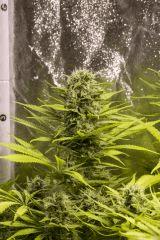 Vanilla Kush FLO+49