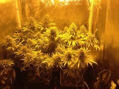 Vanilla Kush & Critical Kush FLO+59