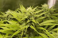 Critical kush FLO+36
