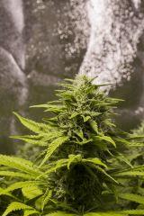 Critical Kush FLO+49