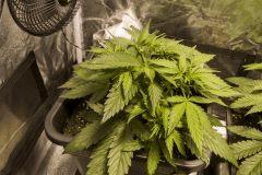Vanilla Kush FLO+0