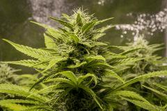 FLO+42 Critical Kush
