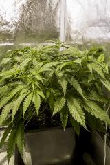 Critical Kush FLO+9