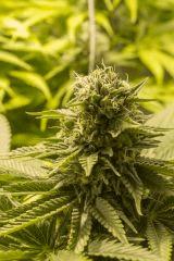 Kush n' Cheese FLO+49