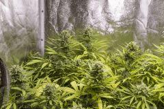 Vanilla Kush FLO+49