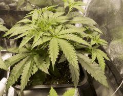 Critical Kush FLo+0